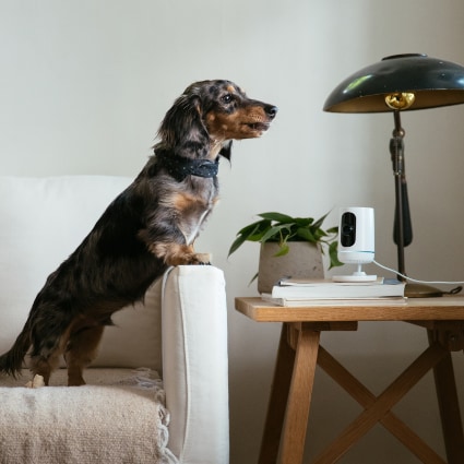 vivint Shreveport indoor security camera